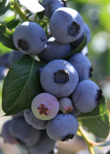 Buitenplant 6x Vaccinium corymbosum - Bloeiend - Pot Ø 13cm Hoogte ↕ 45cm