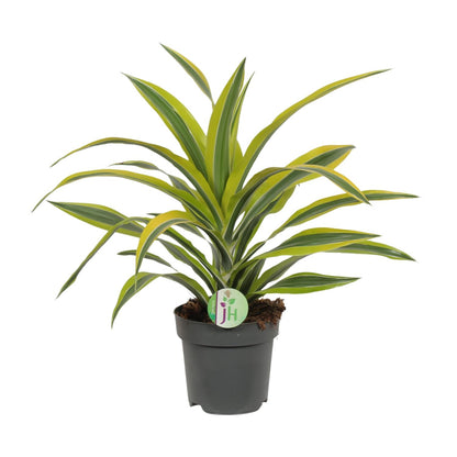 Kamerplant - Dracaena Fragrans Lemon Lime - Pot Ø 17cm Hoogte ↕ 40cm