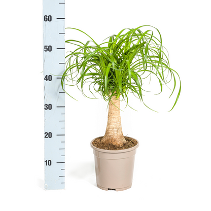 Kamerplant - Beaucarnea Recurvata - Pot Ø 17cm Hoogte ↕ 40-60cm