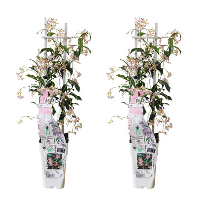 Buitenplant 2x Trachelospermum 'Star of Ibiza' - Klimplant - Pot Ø 15cm Hoogte ↕ 65cm