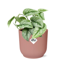 Kamerplant - Scindapsus Pictus 'Trebie' - Pot Ø 14cm
