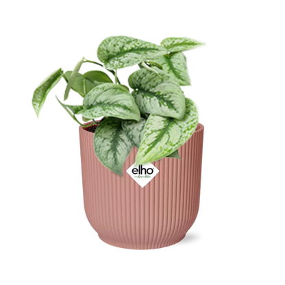Kamerplant - Scindapsus Pictus 'Trebie' - Pot Ø 14cm