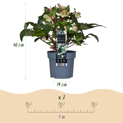 Buitenplant Helleborus 'Diamfire' - Groene bloem, groenblijvend, winterhard - Pot Ø 19cm Hoogte ↕ 40cm