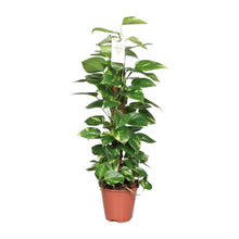Kamerplant - Epipremnum Pinnatum op Mosstok - Pot Ø 19cm Hoogte ↕ 80cm