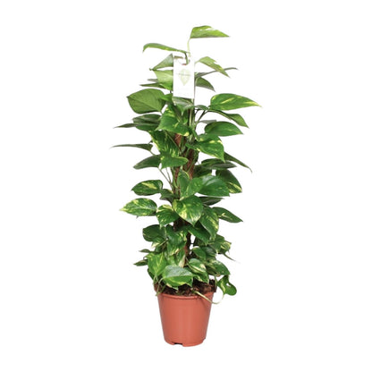Kamerplant - Epipremnum Pinnatum op Mosstok - Pot Ø 19cm Hoogte ↕ 80cm