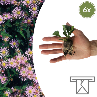 Buitenplant 6x Aster - Bloeiend - Pot klein Hoogte ↕ variabel
