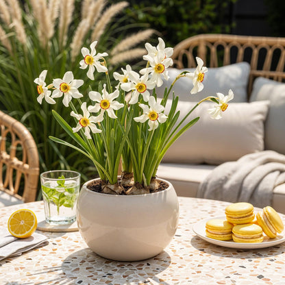 Buitenplant 10x Narcis Recurvus - Bloeiend - Bolmaat 12/14