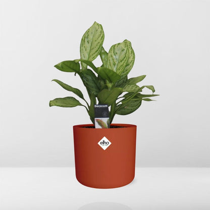Kamerplant - Aglaonema Christina - Pot Ø 14cm