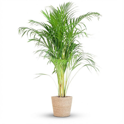 Kamerplant - Areca Palm (Dypsis) met Zeegras Mand - Pot Ø 21cm Hoogte ↕ 100cm