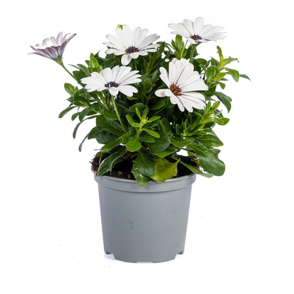 Buitenplant 8x Osteospermum Ecklonis Mix - Pot Ø 12cm Hoogte ↕ 20cm