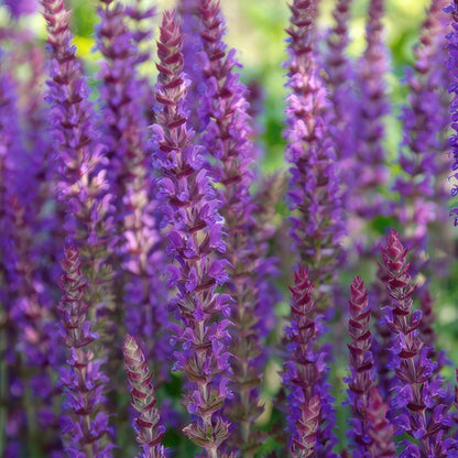 Buitenplant 60x Salvia nem. 'Ostfriesland' - Bloeiend - Pot Ø 9cm Hoogte ↕ 10-25cm