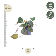 Kamerplant - Philodendron scandens 'Micans' - Pot Ø 12cm Hoogte ↕ 25cm