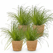 Kamerplant 4x Cyperus alternifolius Zumula - Kattengras - Pot Ø 12cm Hoogte ↕ 20cm