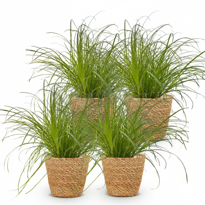 Kamerplant 4x Cyperus alternifolius Zumula - Kattengras - Pot Ø 12cm Hoogte ↕ 20cm