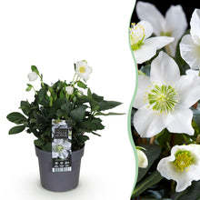 Buitenplant - Helleborus Christmas Carol - Bloeiend - Pot Ø 14cm Hoogte ↕ 30cm