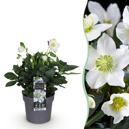 Buitenplant - Helleborus Christmas Carol - Bloeiend - Pot Ø 14cm Hoogte ↕ 30cm