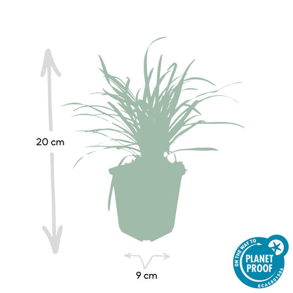 Buitenplant 24x Liriope muscari 'Big Blue' - Vaste plant - Pot Ø 9cm Hoogte ↕ 10-25cm