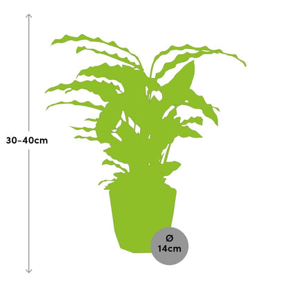 Kamerplant - Calathea Rufibarba 'Tropistar' - Pot Ø 14cm