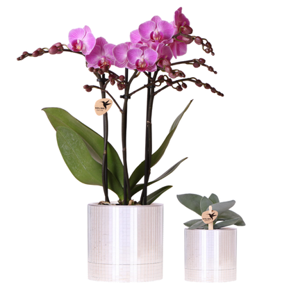 Plantenset - Paarse Vienna Orchidee Ø9cm + Succulent - Incl. Keramieken Sierpotten