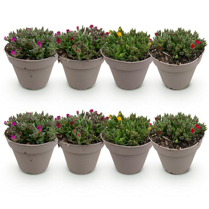 Buitenplant 8x Delosperma - Winterhard - Pot Ø 14cm Hoogte ↕ 17cm