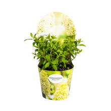 Buitenplant - Hydrangea Paniculata Magical Candle - Bloeiend - Pot Ø 19cm Hoogte ↕ 30-40cm