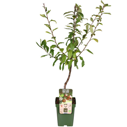 Buitenplant - Mespilus germanica 'Westerfield' - Winterhard - Pot Ø 23cm Hoogte ↕ 120cm