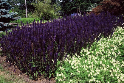 Buitenplant 12x Salvia nemorosa 'Mainacht' - Bloeiend - Pot Ø 9cm Hoogte ↕ 10-25cm
