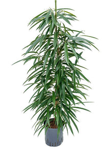 Kamerplant - Ficus Binnendijkii 'Alii' (Hydrocultuur) - Pot Ø 18cm Hoogte ↕ 110cm