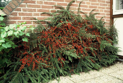 Buitenplant 12x Cotoneaster horizontalis - Pot Ø 9cm Hoogte ↕ 10-25cm
