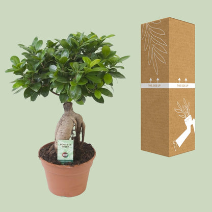 Kamerplant - Ficus Ginseng - Pot Ø 17cm Hoogte ↕ 40cm