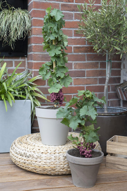 Buitenplant 3x Vitis Pixie 'Cabernet Franc' - Pot Ø 14cm Hoogte ↕ 30cm