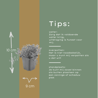 Buitenplant 48x Thymus serpyllum - Pot Ø 9cm Hoogte ↕ 10-25cm