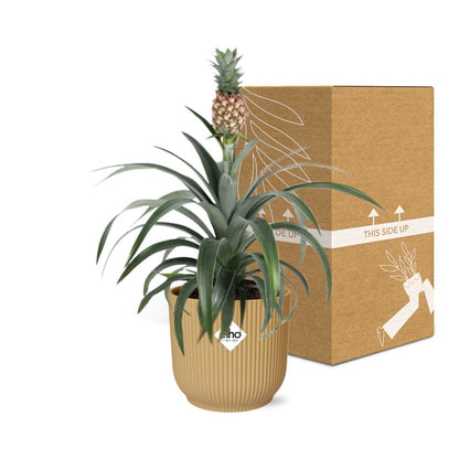 Kamerplant - Ananas Mi Amigo - Pot Ø 14cm