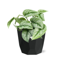 Kamerplant - Scindapsus Pictus 'Trebie' - Hangplant - Pot Ø 14cm