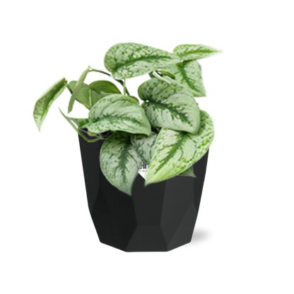 Kamerplant - Scindapsus Pictus 'Trebie' - Hangplant - Pot Ø 14cm