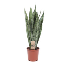 Kamerplant - Sansevieria Zeylanica - Pot Ø 17cm Hoogte ↕ 70cm