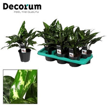 Kamerplant - Aglaonema Maria - Pot Ø 14cm Hoogte ↕ 40cm