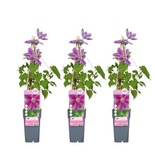 Buitenplant 3x Clematis Dr Ruppel - Bloeiend - Pot Ø 15cm Hoogte ↕ 65cm