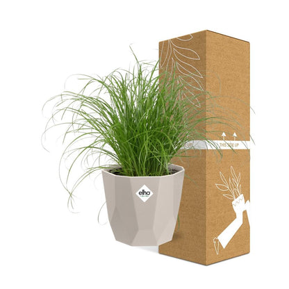 Kamerplant - Cyperus Alternifolius 'Zumula' - Pot Ø 14cm
