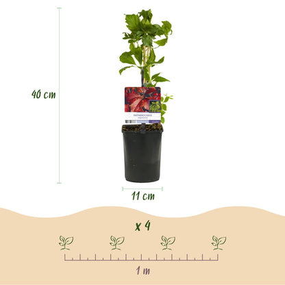 Buitenplant 2x Parthenocissus Engelmannii - Klimplant - Pot Ø 11cm Hoogte ↕ 40cm