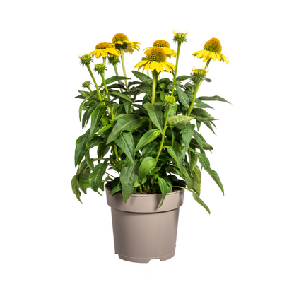 Buitenplant - Echinacea Purpurea Yellow - Bloeiend - Pot Ø 19cm Hoogte ↕ 60-70cm