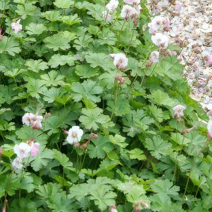 Buitenplant 48x Geranium cantabrigiense 'Biokovo' - Bloeiend - Pot Ø 9cm Hoogte ↕ 10-25cm