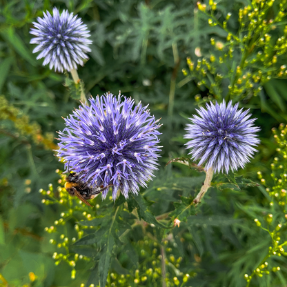Buitenplant 6x Echinops ritro - Bloeiend - Pot Ø 9cm Hoogte ↕ 10-25cm