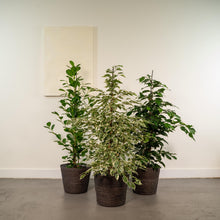Kamerplant 3x Ficus - Benjamina Danielle, Twilight & Moclame - Pot Ø 21cm Hoogte ↕ 95cm