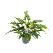Kamerplant - Philodendron Rambo - Luchtzuiverend - Pot Ø 27cm Hoogte ↕ 65cm