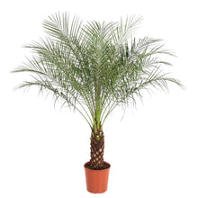 XL kamerplant - Phoenix Roebelenii - Pot Ø 27cm Hoogte ↕ 150cm