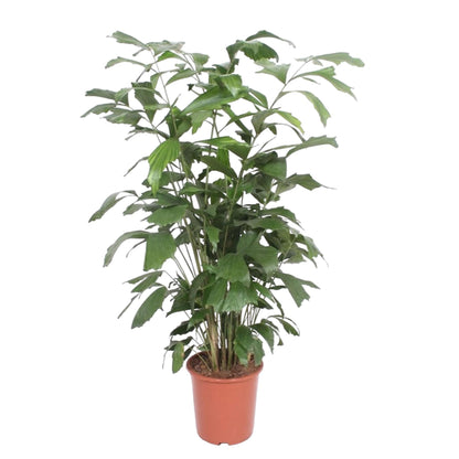 XL Kamerplant - Caryota Mitis - Pot Ø 27cm Hoogte ↕ 140cm