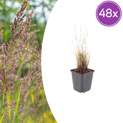 Buitenplant 48x Calamagrostis brachytricha - Pot Ø 9cm Hoogte ↕ 10-25cm