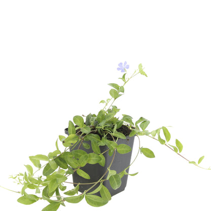 Buitenplant 48x Vinca minor - Bodembedekker - Pot Ø 9cm Hoogte ↕ 10-25cm