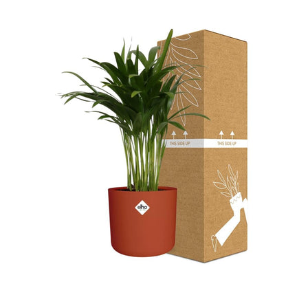 Kamerplant - Areca Palm - Luchtzuiverend - Pot Ø 14cm